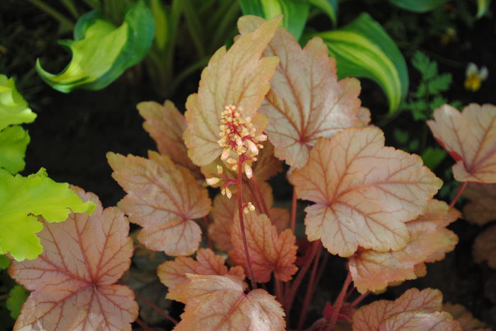 heuchera vienna