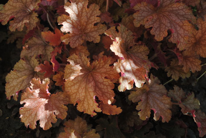 heuchera ginger peach