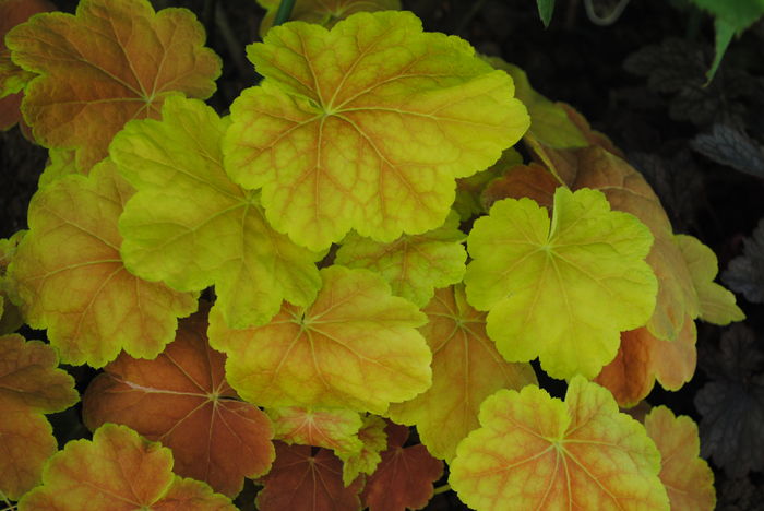 heuchera tiramisu