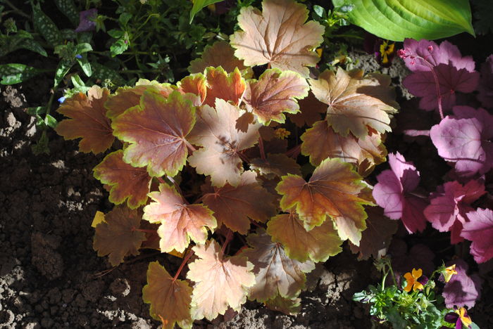 heuchera delta dawn
