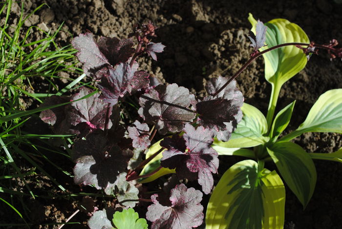 Heuchera ’Midnight Rose’
