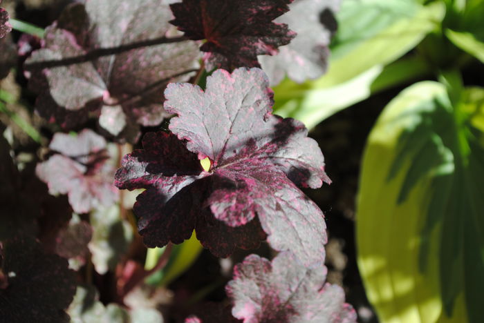 Heuchera ’Midnight Rose’ - 2016 heuchera heucherella brunnera