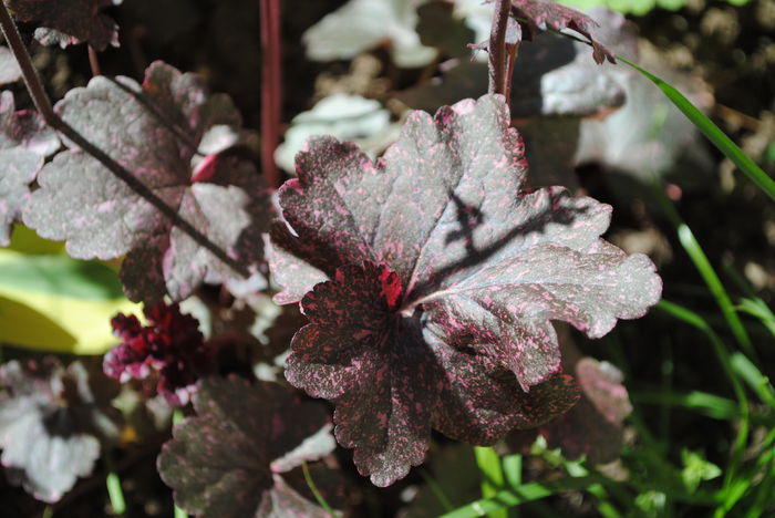 Heuchera ’Midnight Rose’ - 2016 heuchera heucherella brunnera