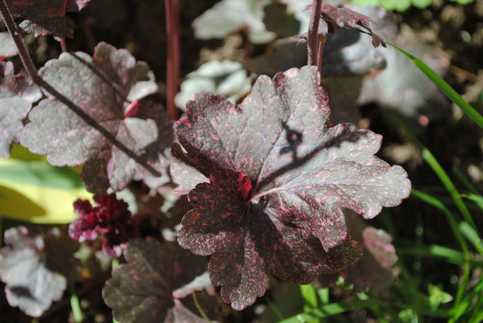 Heuchera ’Midnight Rose’ - 2016 plantele mele