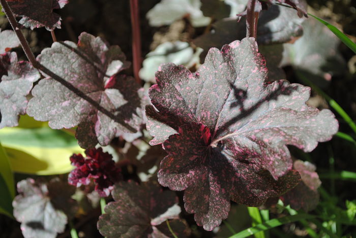 Heuchera ’Midnight Rose’