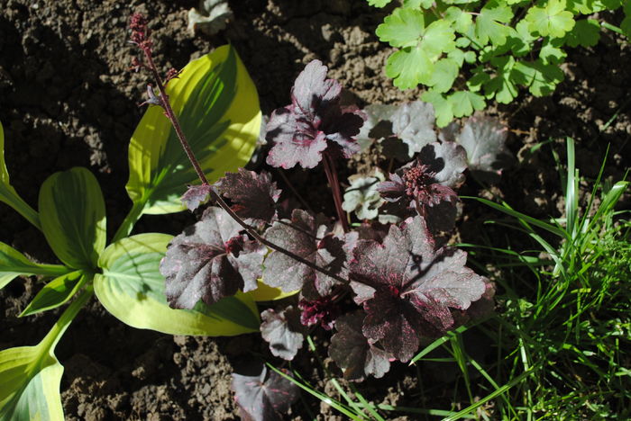 Heuchera ’Midnight Rose’