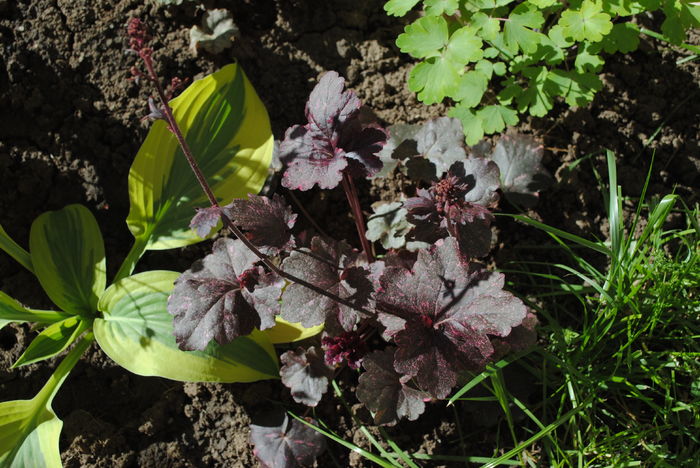 Heuchera ’Midnight Rose’ - 2016 plantele mele