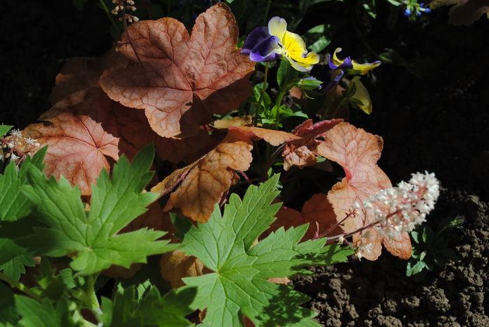 heucherella redstone falls