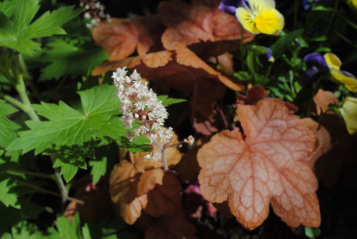 heucherella redstone falls