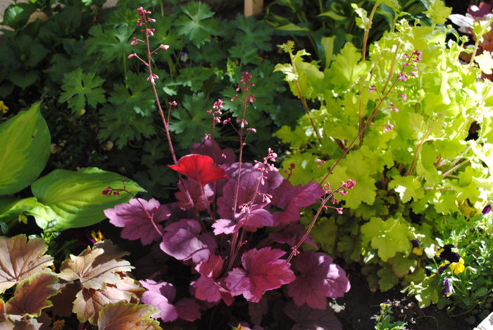heuchera_Georgia_Plum - 2016 heuchera heucherella brunnera