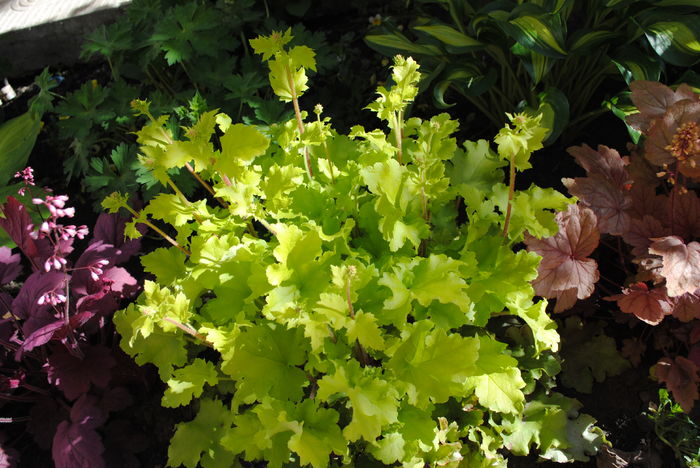 heuchera lime marmelade