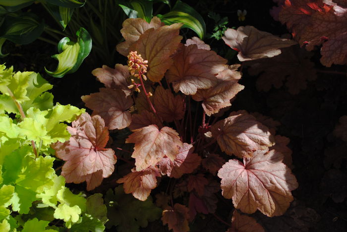 heuchera vienna
