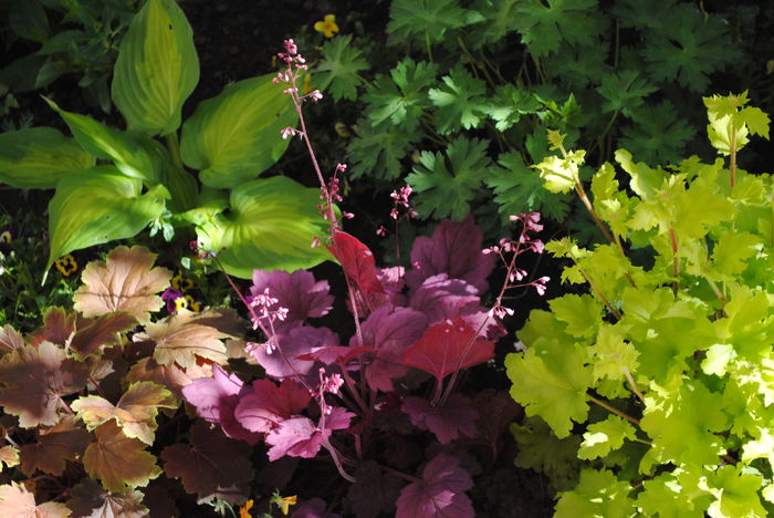 heuchera_Georgia_Plum
