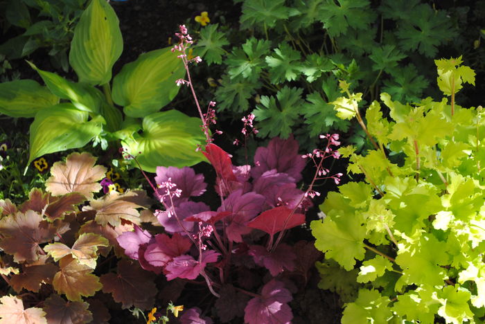heuchera_Georgia_Plum