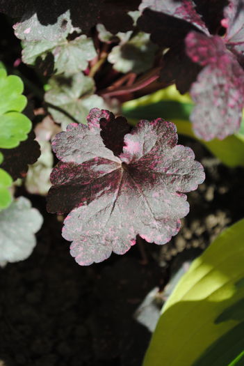 22 aprilie, Heuchera ’Midnight Rose’
