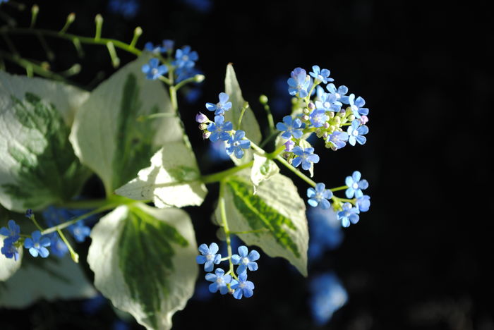 brunnera variegata