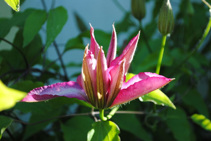 clematis Betty Risdon - 2016 clematite