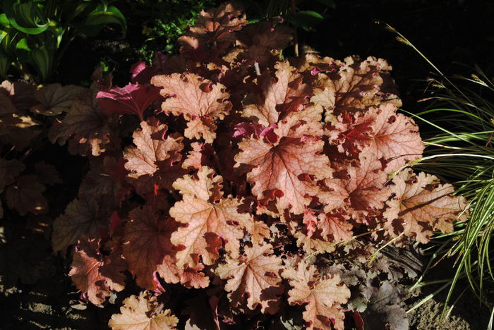 22 aprilie,heuchera ginger peach - 2016 heuchera heucherella brunnera