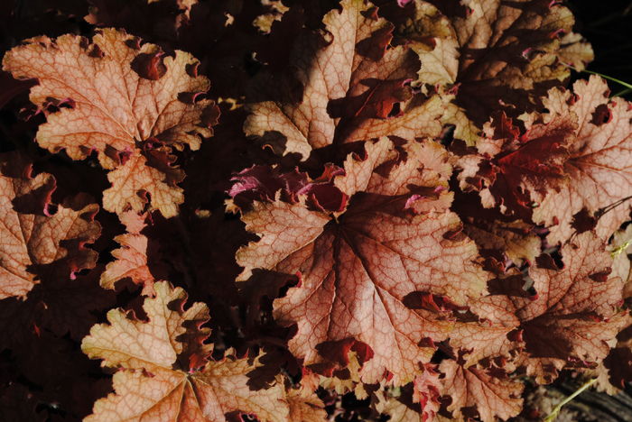heuchera ginger peach - 2016 heuchera heucherella brunnera