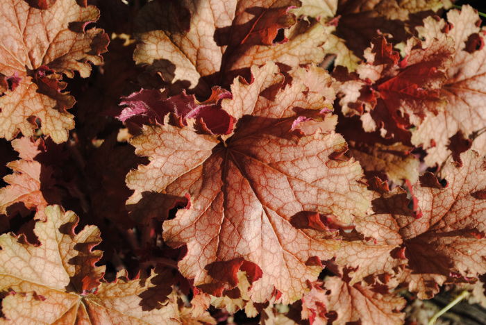 heuchera ginger peach - 2016 heuchera heucherella brunnera