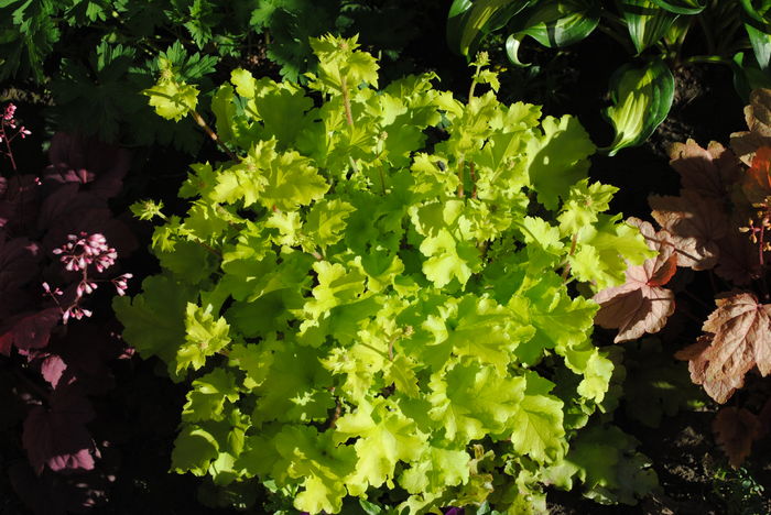 heuchera lime marmelade