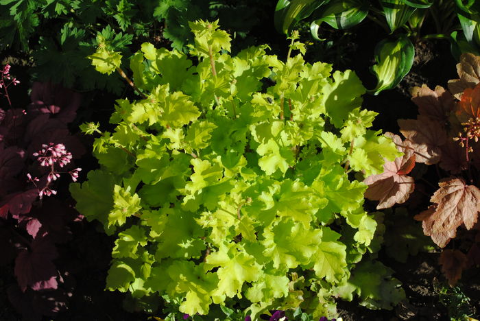 heuchera lime marmelade