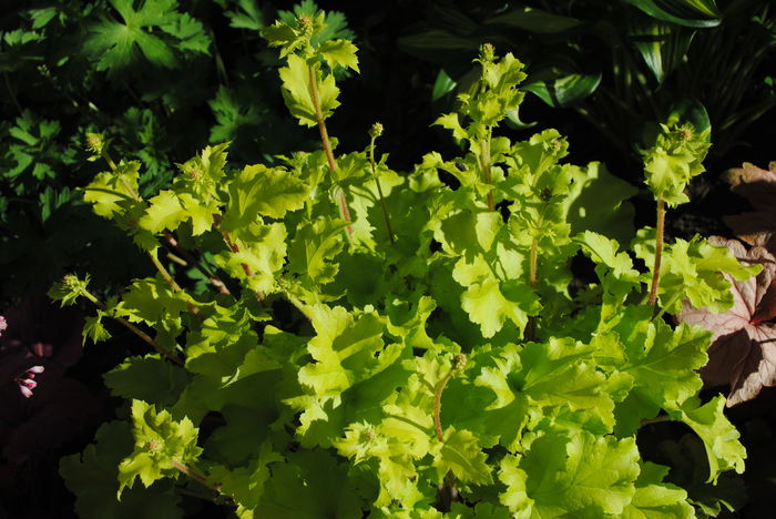 heuchera lime marmelade