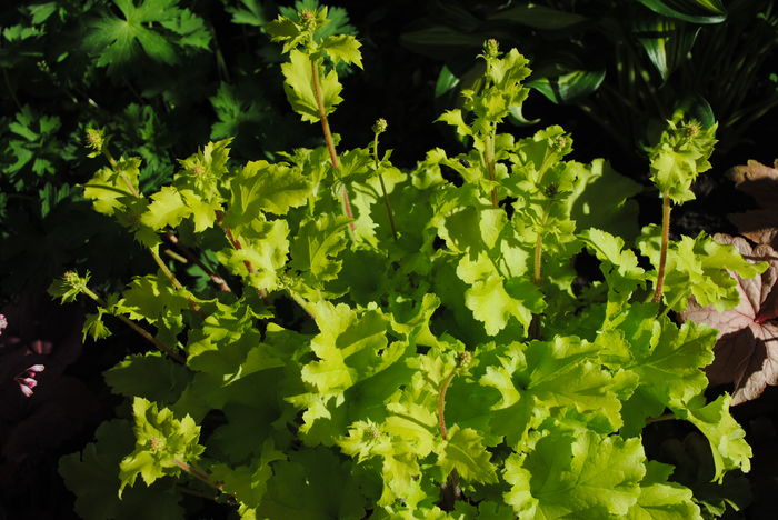 22 aprilie, heuchera lime marmelade