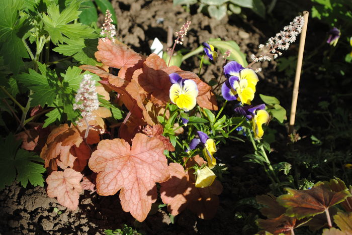 22 aprilie, heucherella redstone falls