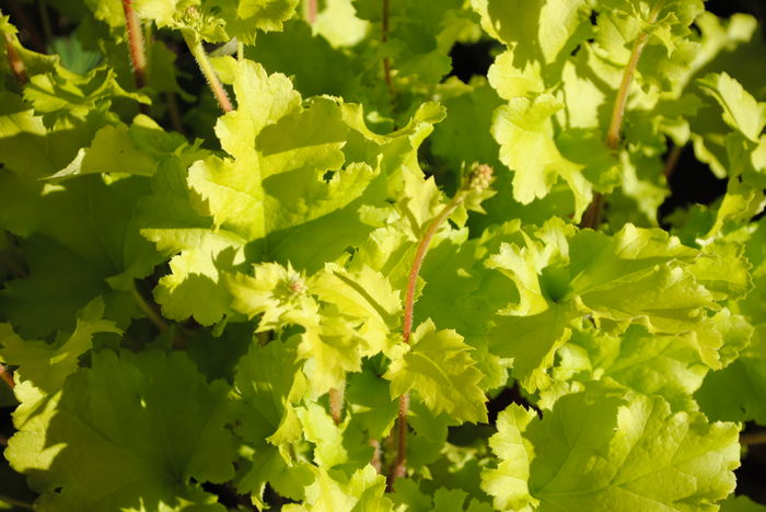 heuchera lime marmelade
