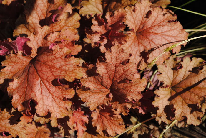 heuchera ginger peach - 2016 heuchera heucherella brunnera