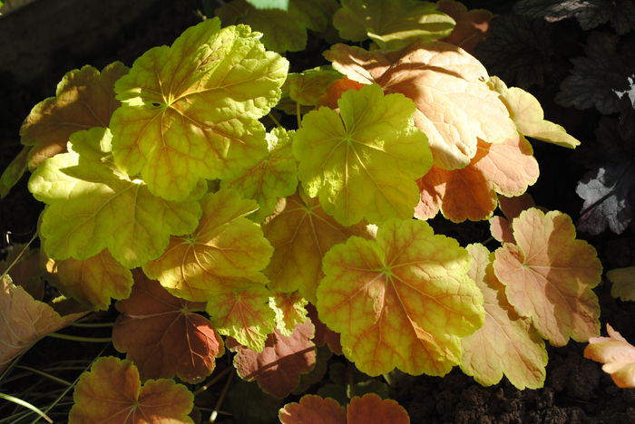 heuchera tiramisu