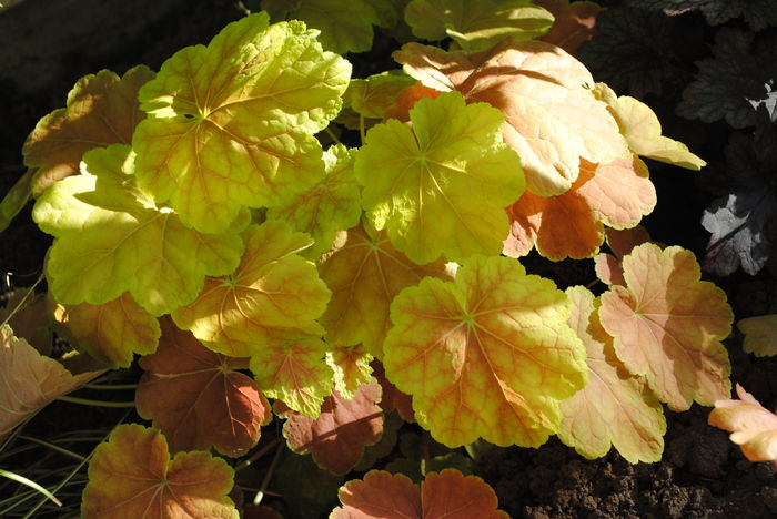 heuchera tiramisu