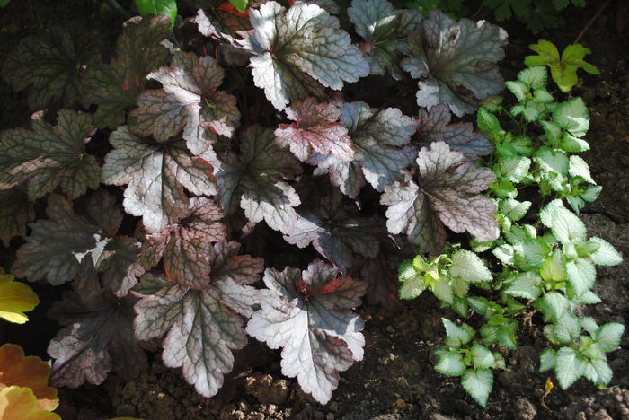 heuchera plum pudding