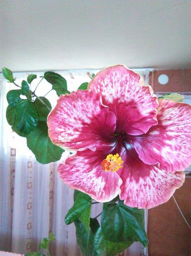 26.04.2016 - Hibiscus Lily Torbert