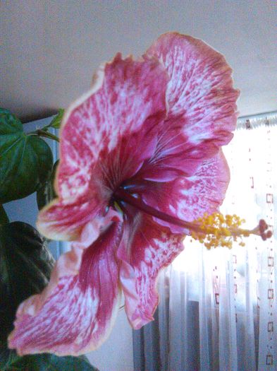 IMG_20160426_112952 - Hibiscus Lily Torbert