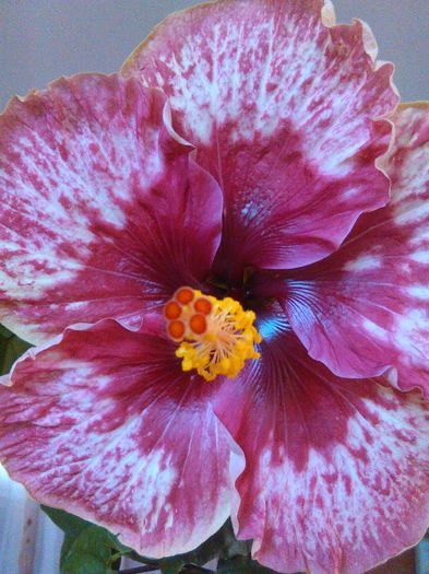 IMG_20160426_113000 - Hibiscus Lily Torbert