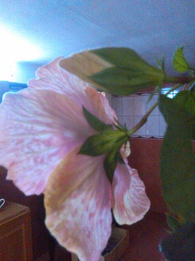 IMG_20160426_113018 - Hibiscus Lily Torbert