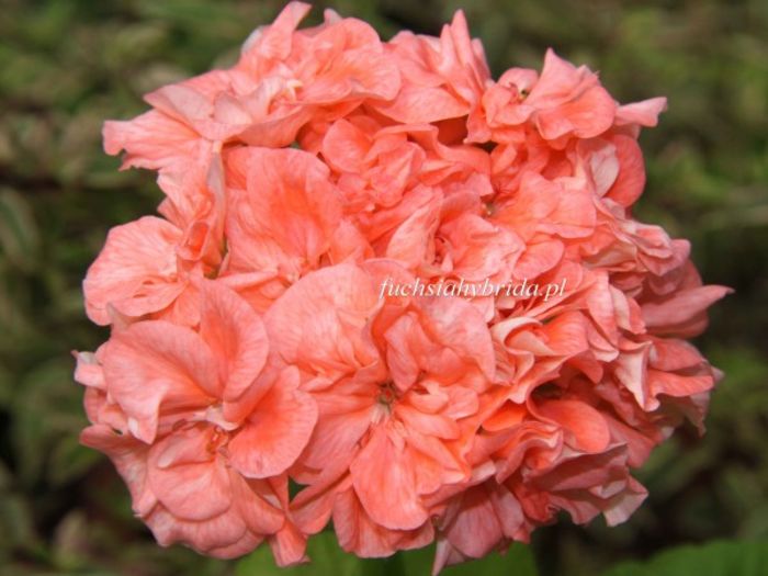 pelargonia_vina