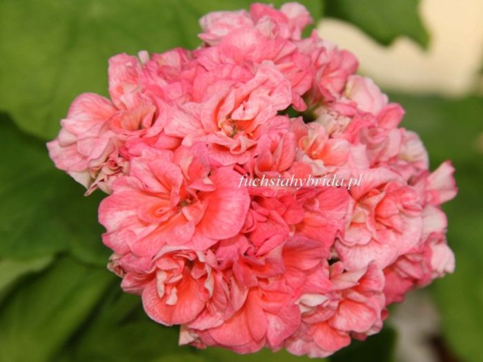 pelargonia_high_tor