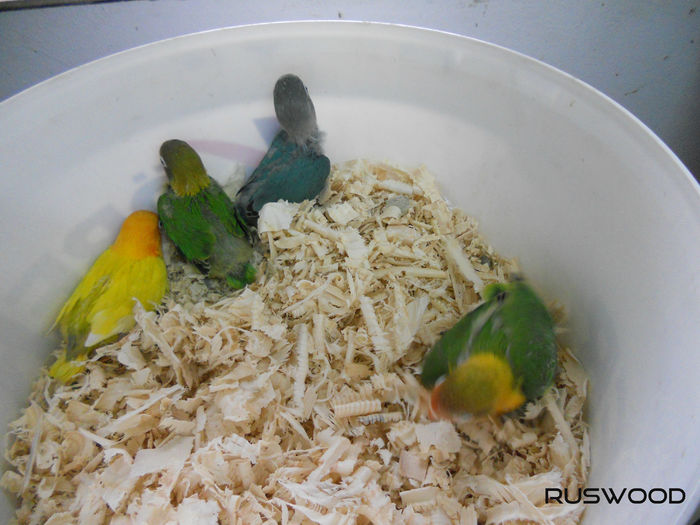 AGAPORNIS FISHER MARTIE 2016