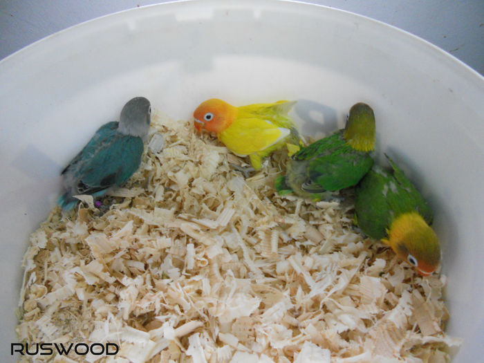 AGA FISHER MARTIE 2016