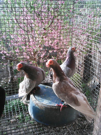 BERBERI  ARGINTII         Beius - B E R B E R I  ---    BARBS  PIGEONS