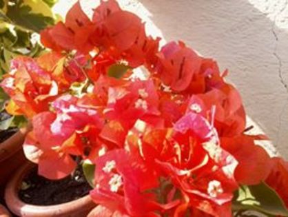 154797_141884182644387_639060462_n - Bougainvillea