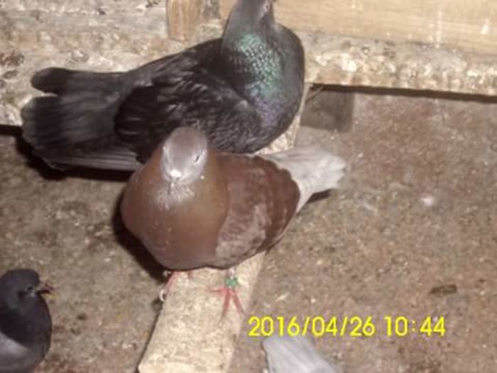 FB_IMG_1461662042909