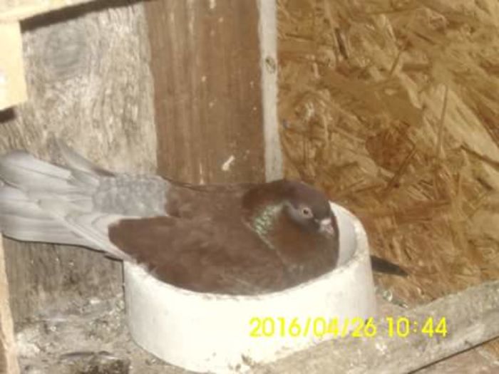 FB_IMG_1461662039527