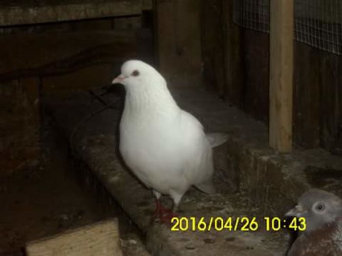 FB_IMG_1461662028994