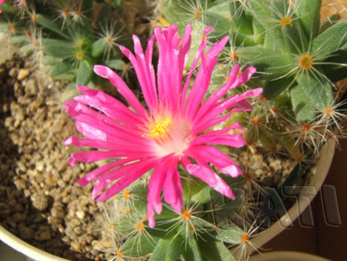 Trichodiadema densum