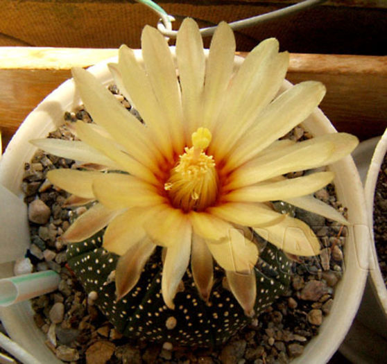 Astrophytum asterias - Cactusi si suculente