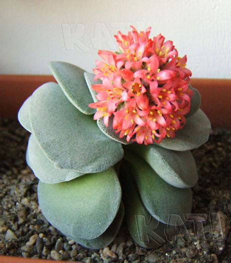 Crassula morgans beauty - Cactusi si suculente